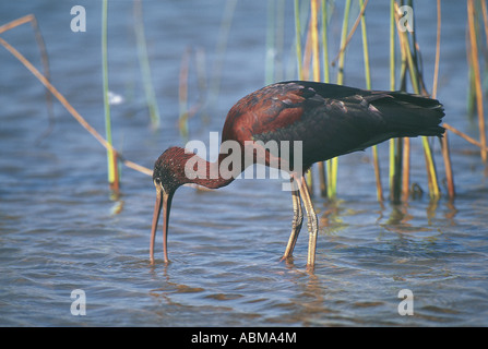 Glossy Ibis Plegadis Falcinellus waten und Angeln in der Umgeni River Mündung Durban Südafrika Stockfoto