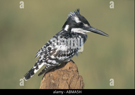 Pied Kingfisher Ceryle Rudis thront auf einem Baumstumpf Durban Südafrika Stockfoto