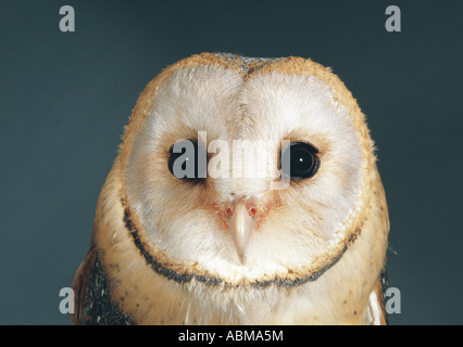 Porträt einer Schleiereule Tyto Alba Aflinis Durban Südafrika hautnah Stockfoto