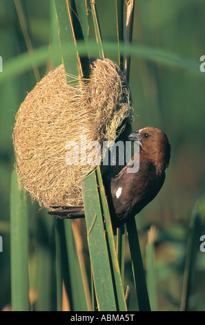 Kernbeißer Weaver Amblyospiza Albifrons arbeitet an seiner Nest Amoungst Schilf Durban Südafrika Stockfoto