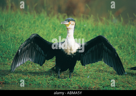 Weiße necked Kormoran Phalacrocorax Carbo mit seinen Flügeln ausgebreitet trocknen Durban Bay Südafrika Stockfoto