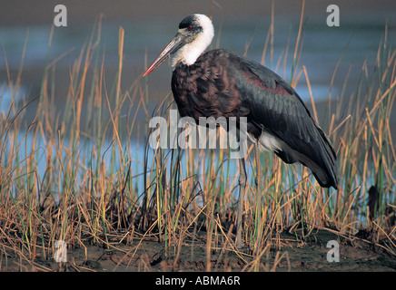 Wollige necked Storch Ciconia Episcopus Umgeni River Mündung Durban Südafrika Stockfoto