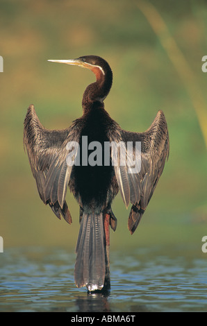 Darter Anhinga Rufa thront auf einem Baumstumpf mit seinen Flügeln ausgebreitet zum Trocknen von Durban in Südafrika Stockfoto