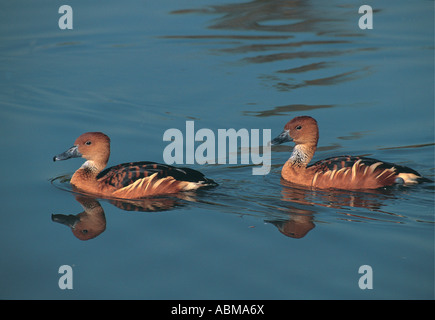 Zwei Fulvous Pfeifen Enten Dendrocygna bicolor schwimmen in einem Pool Umgeni River Mündung Durban Südafrika Stockfoto