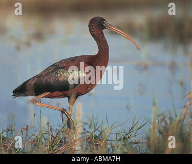 Glossy Ibis Plegadis Falcinellus stehen auf einem Bein Umgeni River Mündung Durban Südafrika Stockfoto