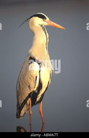 Grey Heron Ardea Cinerea stehen im Spiegel wie Wasser Durban Südafrika Stockfoto