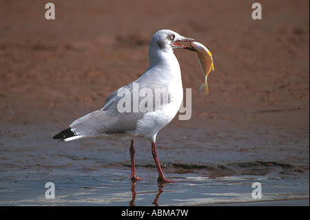 Graue Spitze Möve Larus Cirrocephalus Durban Südafrika Stockfoto