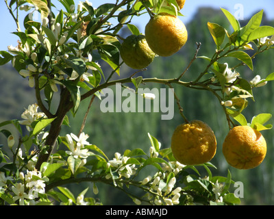 Südspanien Europa EU. Orangenblüten und reifer Orangen am Baum. Bereit zu holen. Stockfoto