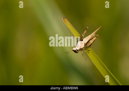Schlanke Groundhopper (Tetrix Subulata) Stockfoto