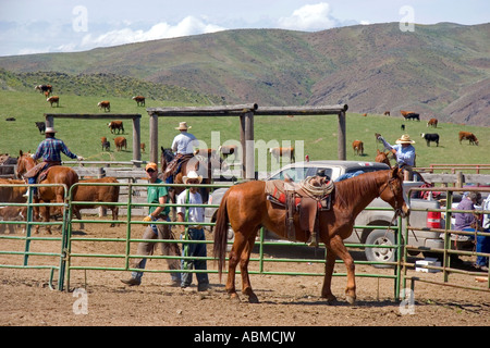 Cowboys Rinder für das branding in der Nähe von Emmett Idaho aufrunden Stockfoto