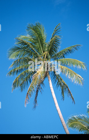 Kokospalme gegen blauen Himmel Stockfoto