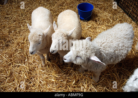 Lämmer im Stift bei Cotswold Farm Park, Gloucestershire, England, UK Stockfoto