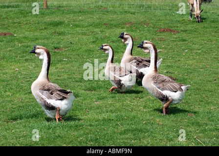 Afrikanische Gänse im Cotswold Farm Park, Gloucestershire, England, UK Stockfoto