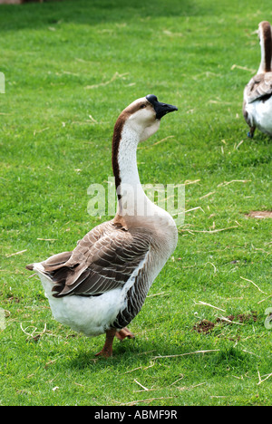 Afrikanischen Gans bei Cotswold Farm Park, Gloucestershire, England, UK Stockfoto