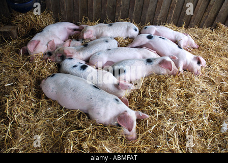 Wurf von Gloucester alten Stelle Ferkel bei Cotswold Farm Park, Gloucestershire, England, UK Stockfoto