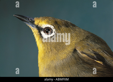 Kap-weiß-Auge Zosterops Pallidus Virens Durban Südafrika Stockfoto