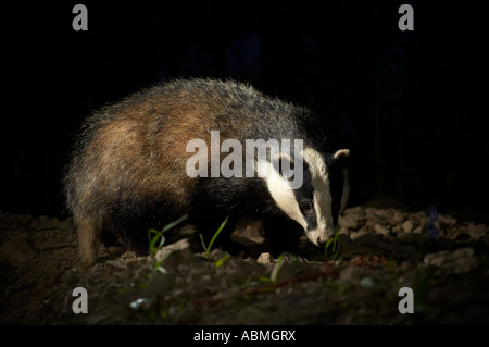 horizontale Landschaftsfoto von einem europäischen Dachs Meles Meles Nahrungssuche im Mondschein in der Nacht im Wald in England Stockfoto