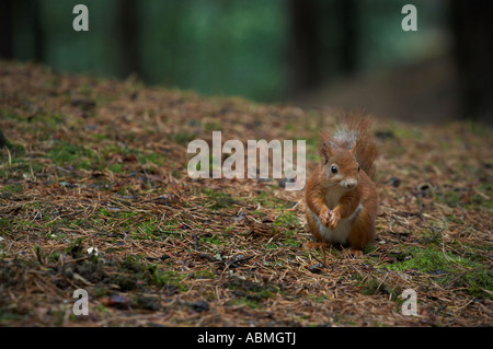 Horizontale Landschaftsfoto von einer eurasischen Eichhörnchen Sciurus Vulgaris auf Waldboden Kiefer Stockfoto