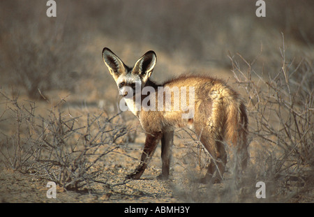 Fledermaus-eared Fox Kalahari Gemsbok National Park-Südafrika Stockfoto