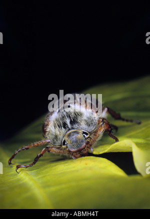 Maikäfer 2 Stockfoto