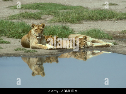 Zwei Löwinnen und eine Hälfte gewachsen Cub Serengeti Nationalpark Tansania Ostafrika Stockfoto