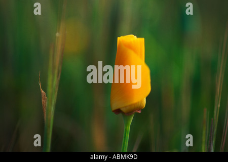 Blumen, Eschscholzia Californica kalifornische Mohn Stockfoto