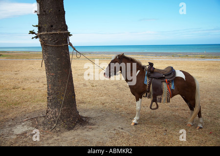 kleines Pony mit Sattel gefesselt um Baum an der Küste wartet auf Kunden für Fahrt Stockfoto