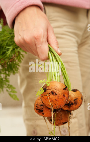 nur nahm Bündel von organischen Runde orange Parmex Babykarotten mit den Blättern noch auf Stockfoto