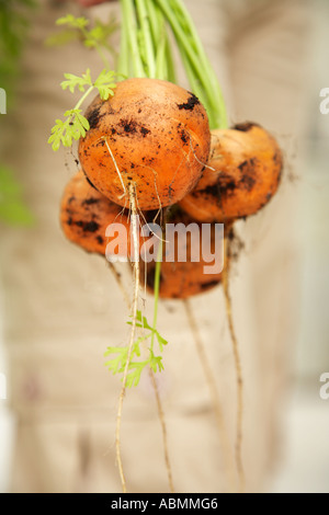 Haufen von organisch Runde orange Parmex Babykarotten mit den Blättern noch auf Stockfoto