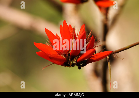 Blume eines Baumes im nördlichen indischen Bundesstaat Uttaranchal Stockfoto