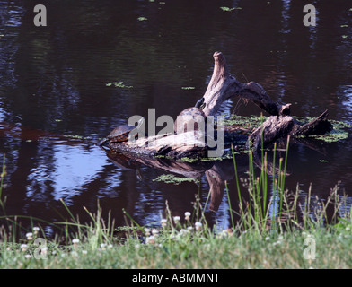 Ein Schildkröten auf einem Baumstamm. Stockfoto