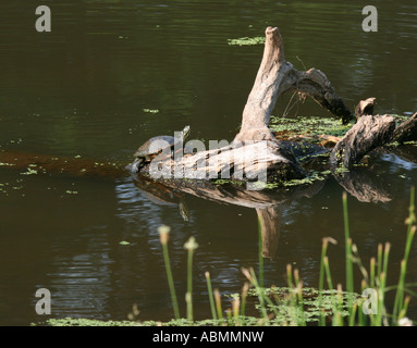 Eine Schildkröte auf einem Baumstamm. Stockfoto