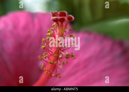 Nahaufnahme von einem rosa Hibiskus Hibiscus sp Oahu Hawaii USA Stockfoto