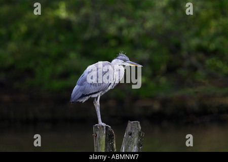 Juvenile Grey Heron Ardea Cinerea Beckenham Kent UK Frühling Stockfoto