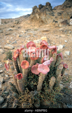 Riesige saftige Stapeliads in sandigen Abflussleitungen im Richtersveld Nationalpark North Cape Südafrika gefunden Stockfoto