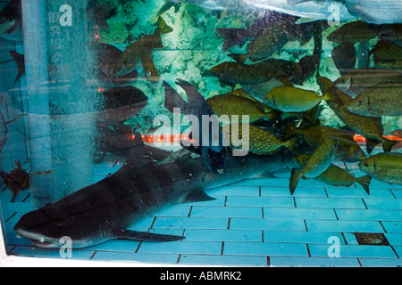 Aufsteller in einem Straße Restaurant Seogwipo Jeju-Do in Südkorea weiterleben Sie bewölkt Seekatze Scyliorhinus Torazame und andere Fische Stockfoto