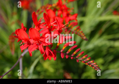 Crocosmia Montbretia rot orange Blumen in voller Blüte Juli Stockfoto