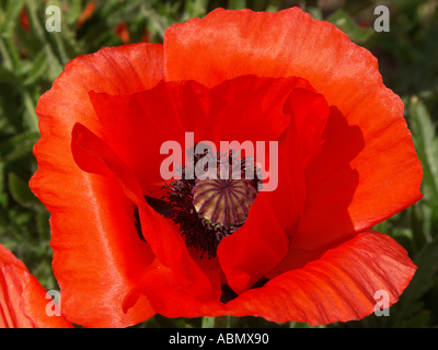 Klatschmohn Papaver Rhoeas im Rahmen einer traditionellen Bauerngarten der Wand Worcestershire England Stockfoto