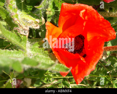 Klatschmohn Papaver Rhoeas mit Butterblumen im Hintergrund in einem traditionellen Landhaus Wand Garten Worcestershire England Stockfoto