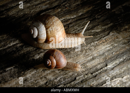 Helix Aspersa 2 Schnecke Garten Europa Stockfoto