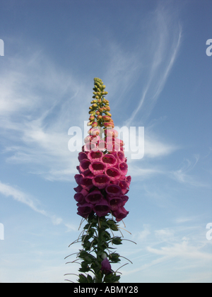 Nahaufnahme von einem Fingerhut und blauer Himmel an einem geheimen viktorianischen Englisch Wand Garten Worcestershire uk Stockfoto