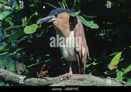 Nankeen - Nachtreiher Nycticorax caledonicus Stockfoto