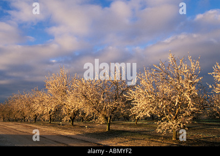 Modesto, Kalifornien Mandel Obstgarten in voller Blüte Stockfoto