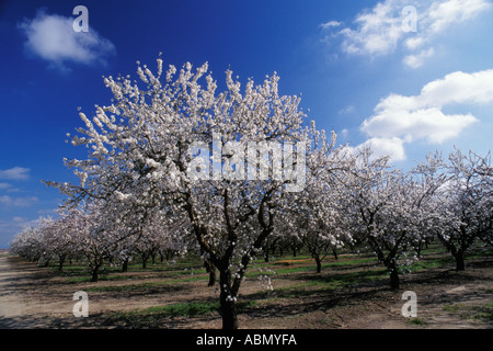 Modesto, Kalifornien Mandel Obstgarten in voller Blüte Stockfoto