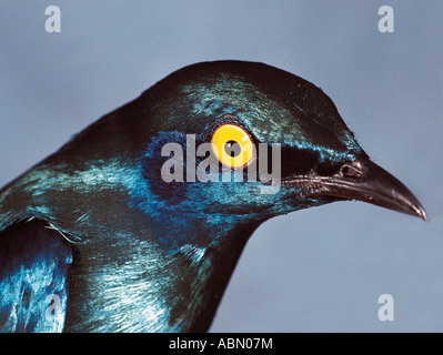 Cape glänzend Starling Glanzstare Nitens Durban Südafrika Stockfoto