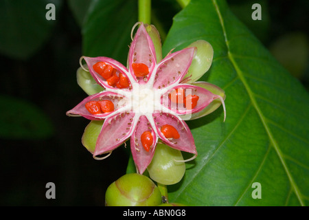Exponierten Samen der Dillenia Suffruticosa oder strauchige Simpoh, Singapur Stockfoto