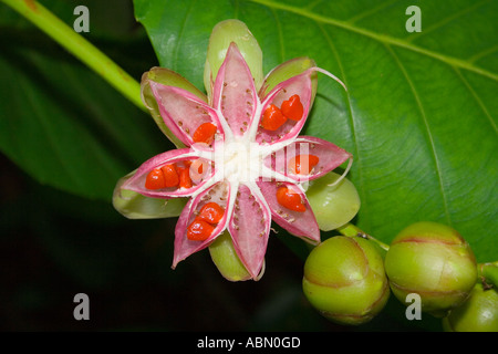Exponierten Samen der Dillenia Suffruticosa oder strauchige Simpoh, Singapur Stockfoto