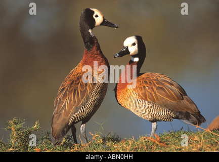 Ein paar weiße konfrontiert Pfeifen Enten Dendrocygna Viduata Durban Südafrika Stockfoto