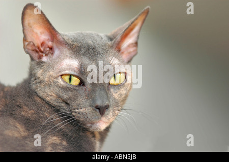 Grau blau Cornish Rex Rasse der Katze mit kurzen Haaren und gelben Augen Erwachsene Katze Stockfoto