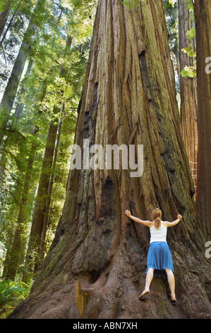 Frau umarmt Redwood-Baum, Humboldt Redwoods State Park, Kalifornien, USA Stockfoto